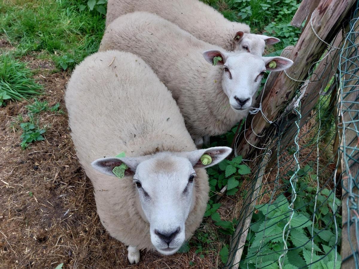 De Linde, Boerderij In Drenthe Voor 15 Tot 30 Personen Vila Exterior foto